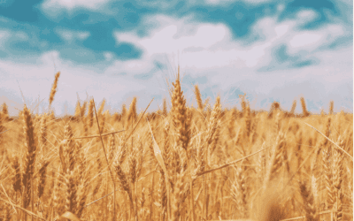 Régime sans gluten : bienfaits, risques et pour qui est-il vraiment utile ?